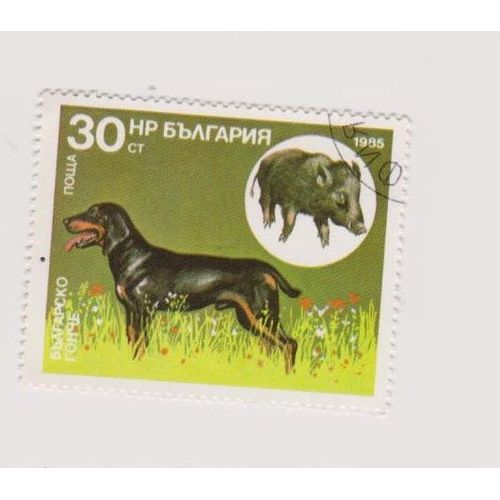 Timbre Chien Dog Chasseur De Sanglier ?