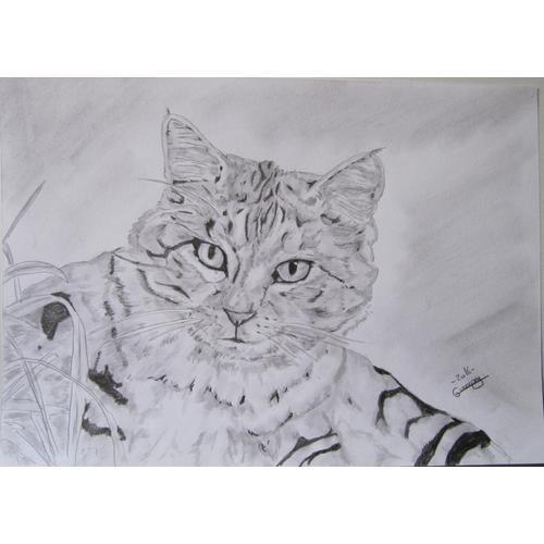 Dessin Chat Tigre Crayon Fine Art Cat Cats Gato Animal Chaton Rakuten