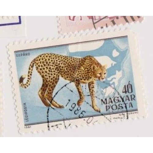 Timbre Animaux Guépard Hongrie Magyar Posta 40 Fr