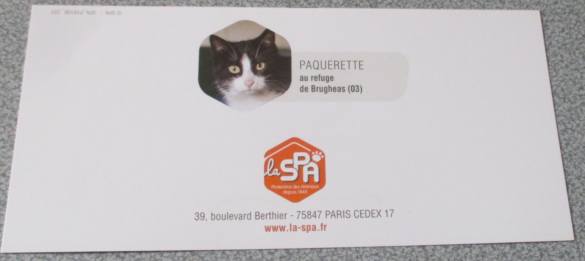 Carte Double Representant Une Belle Tete De Chat Noir Et Blanc La Mine Semble T Il Un Peu Desabusee Animal De La S P A Paquerette Au Refuge De Brugheas 03 9x19cm Rakuten