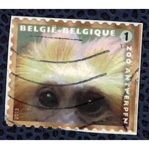 Belgique 2013 Oblitéré Used Zoo Anvers Singe Tamarin À Tête D'or Leontideus Chrysomelas Su