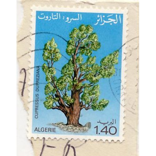 Timbre Algérie : Cupressus Dupreziana (Cyprès De Duprez Ou Cyprès Du Tassilli), 1,4 D A