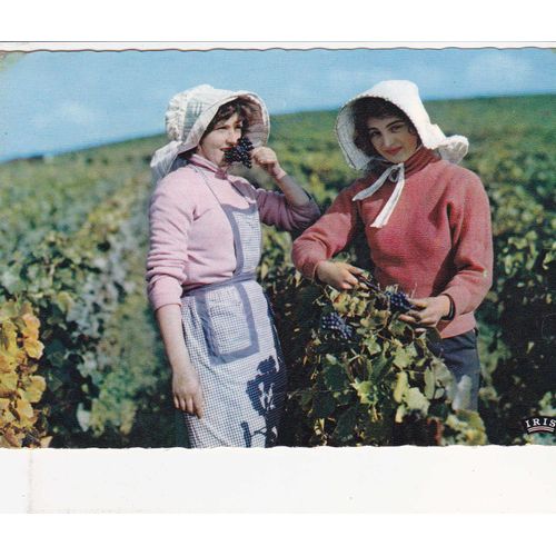 Carte Postale Ancienne : Les Vendangeuses