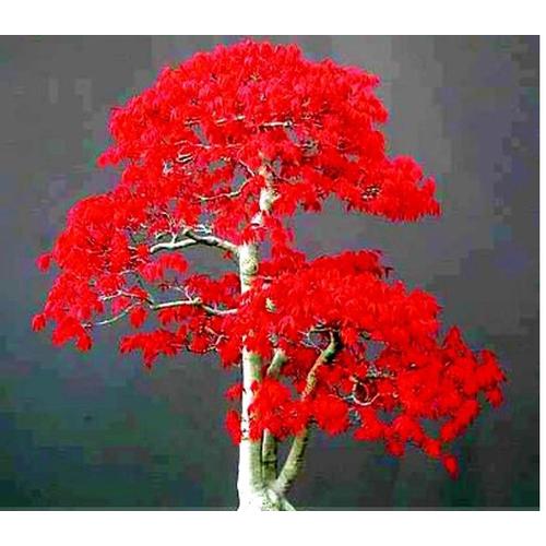 5 Pcs Graines Erable Rouge Vif Top Qualité Petit Arbre Japonais Plante Bonsaï