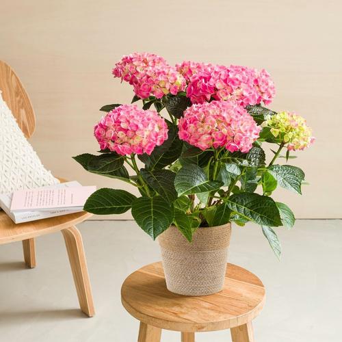 Hortensia - Interflora - Collection Plantes Fleuries