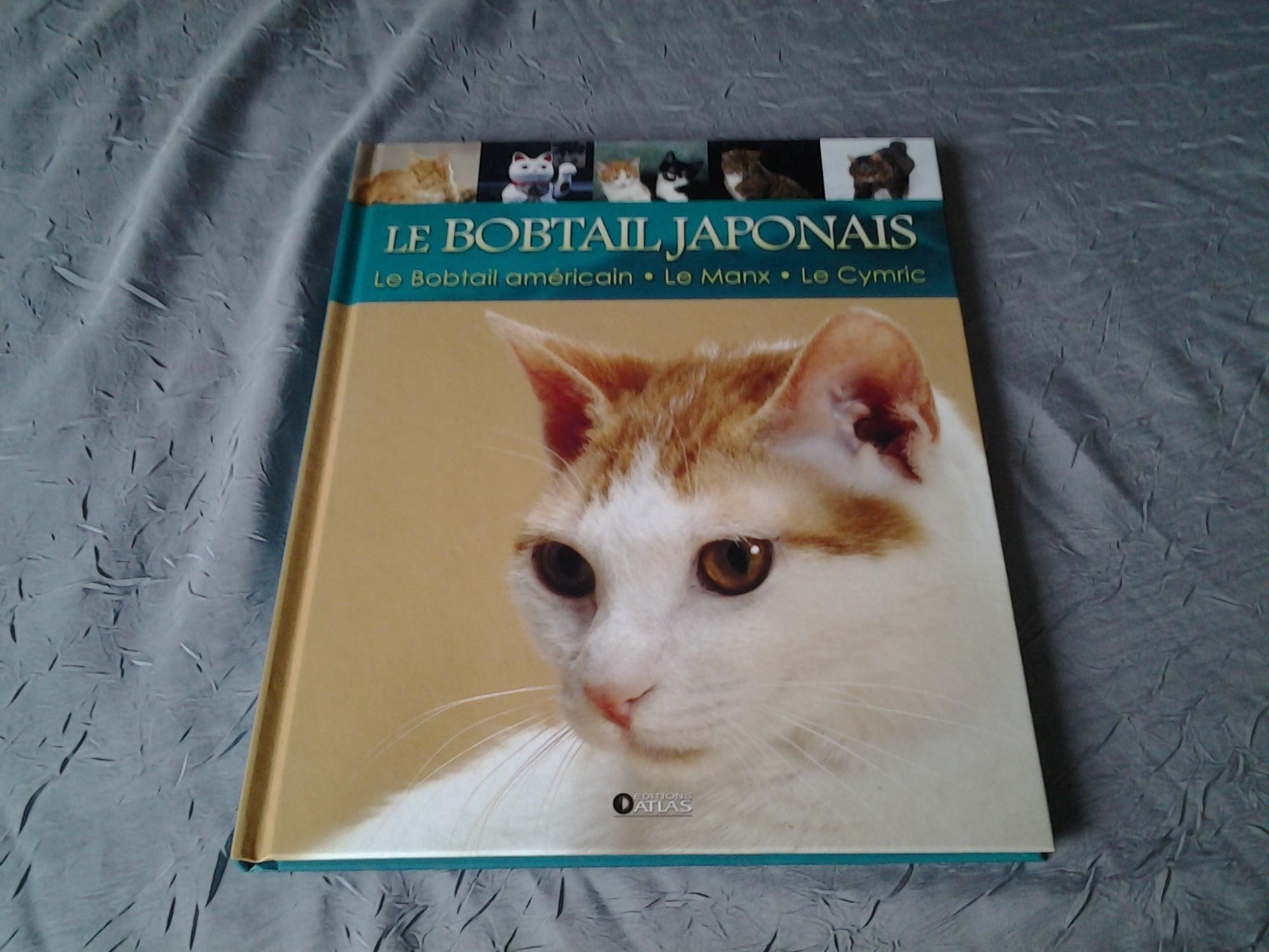 Le Bobtail Japonais Le Bobtail Americain Le Manx Le Cymric Rakuten