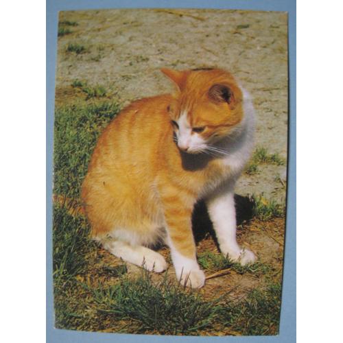 Carte Postale Chat Tigre Roux Et Blanc Rakuten