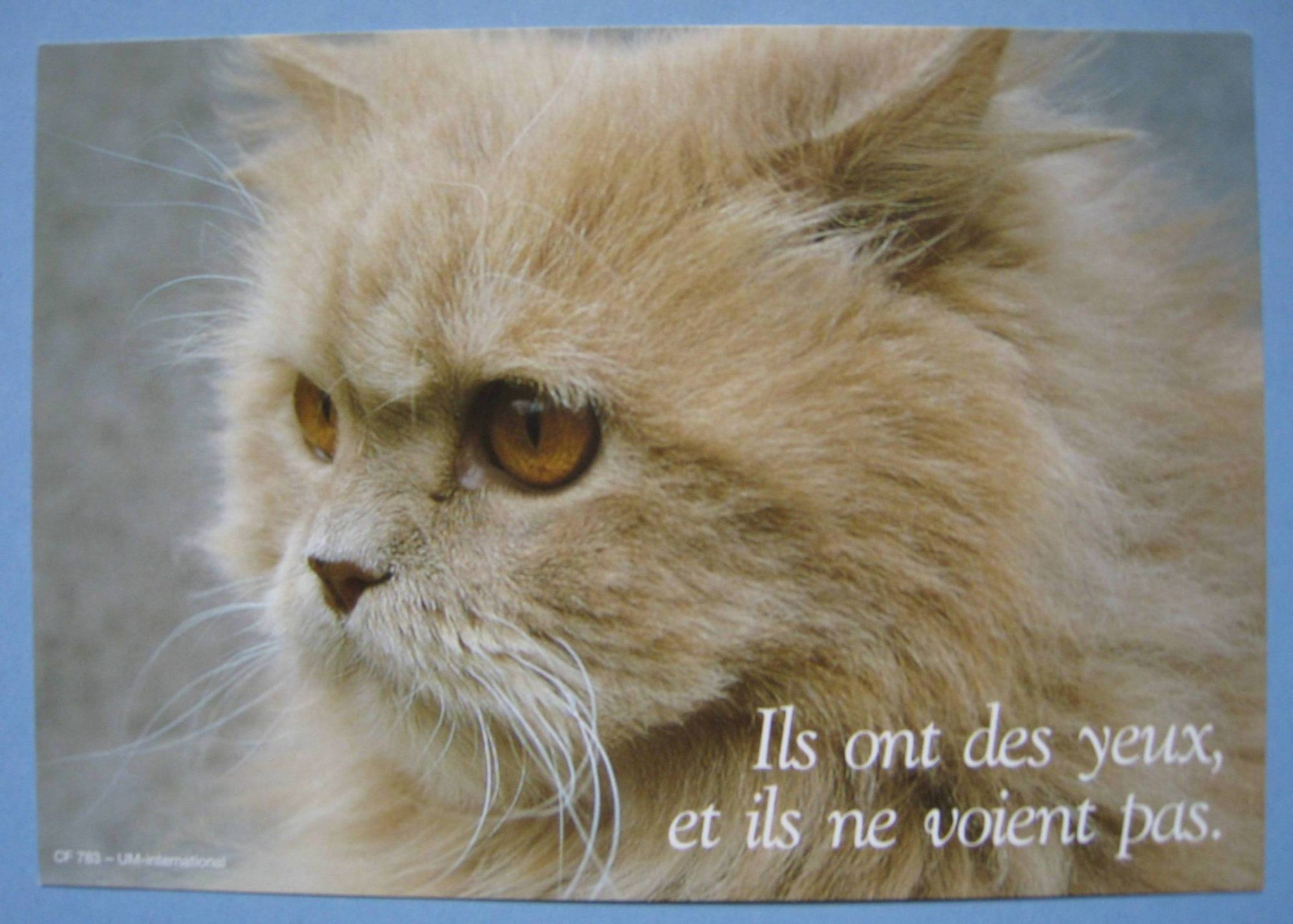 Carte Postale Tete Chat Persan Creme Il Ont Des Yeux Et Ils Ne Voient Pas Rakuten