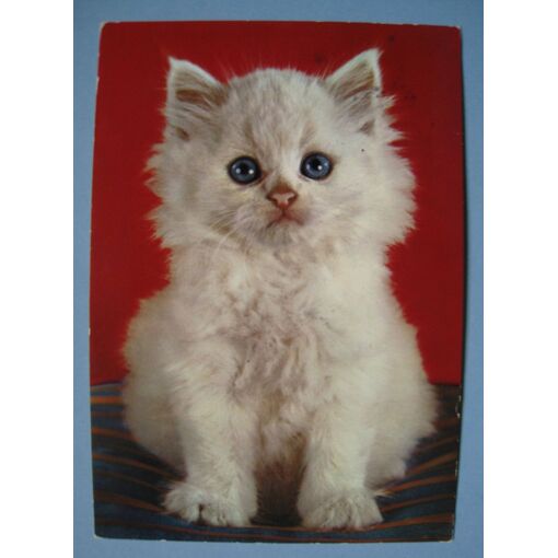 Carte Postale Bebe Chat Angora Blanc Timbre Rakuten