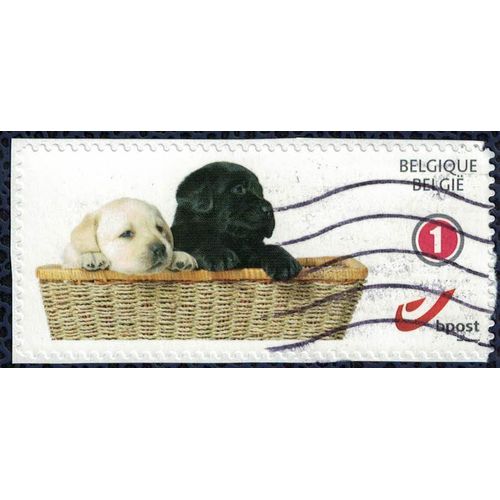 Belgique Oblitéré Used Chiots Dans Le Panier Sur Fragment Su