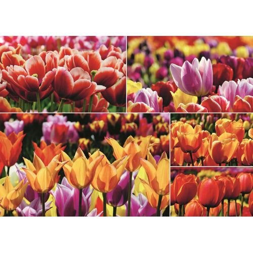 Puzzle 1000 Pièces Tulipes
