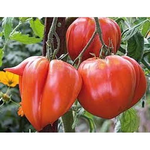 Graines De Tomate Coeur De Boeuf Rouge (Bio)