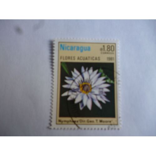 Timbre Nicaragua 1981 :Nymphea Dir Geo Tmoore.