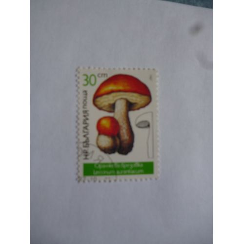 Timbre Bulgarie 1987 : Leccinum Aurantiacum.