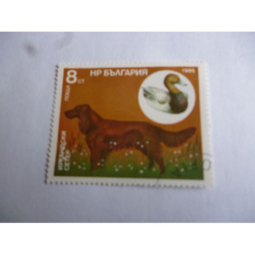 Timbre Bulgarie 1986 :Chien Setter.