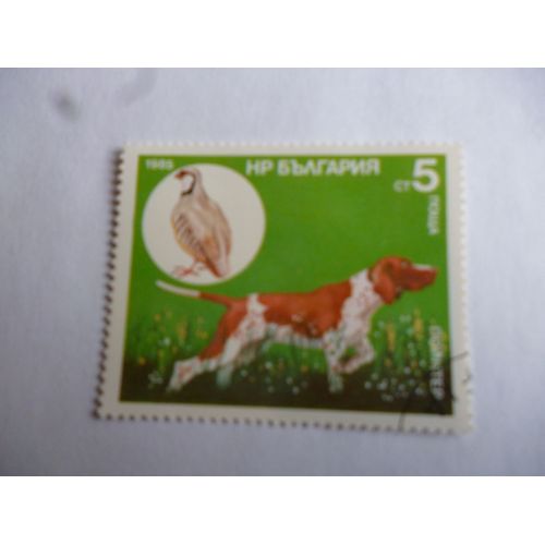 Timbre Bulgarie 1986 :Chien Pointer.