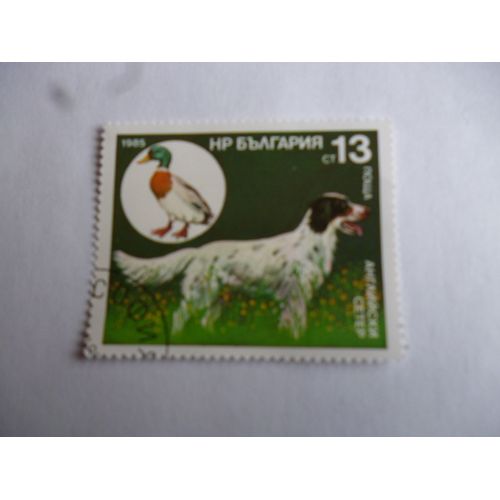 Timbre Bulgarie 1986 :Chien Setter Afghan.