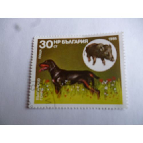Timbre Bulgarie 1986 :Chien Courant Bulgare.