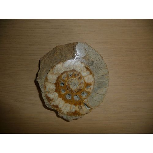 Amonite Fossile