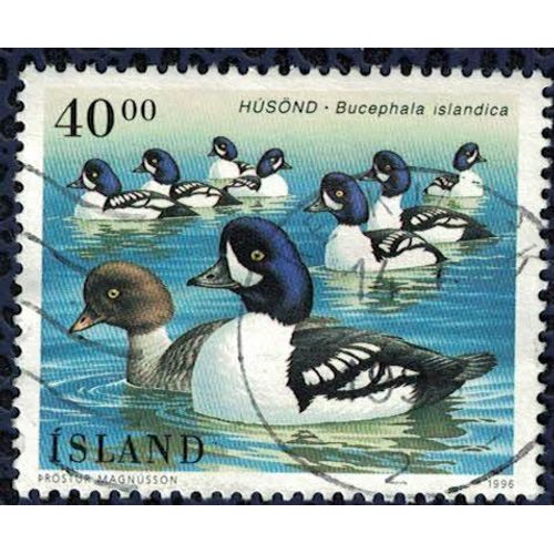 Islande 1996 Oblitéré Used Oiseau Bucephala Islandica Garrot D'islande