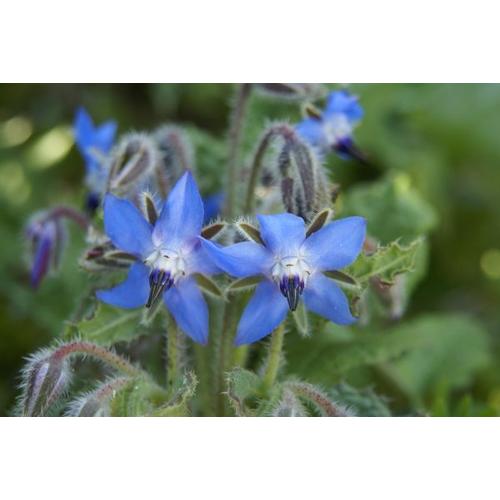 Plantes Répulsives Spécial Limaces Le Paysan