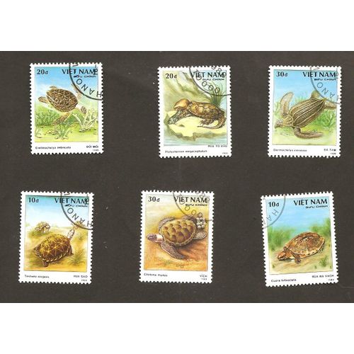 Tortues