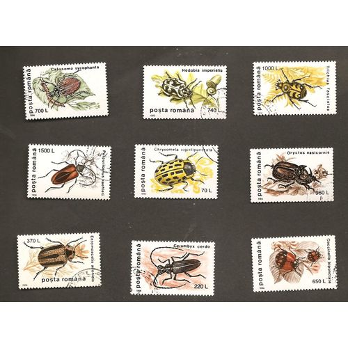 Insectes