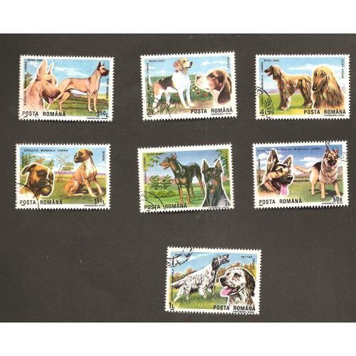 Chiens De Chasse