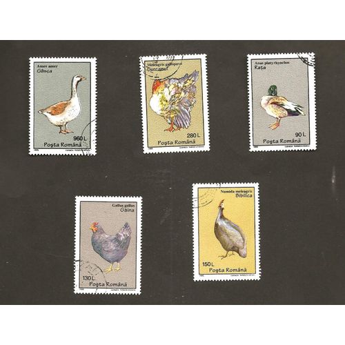 Oiseaux De Basse-Cour
