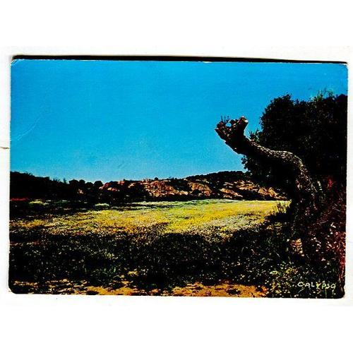Carte Postale - Le Maquis En Fleur - L' Ile De Beauté - Corse - 2 A