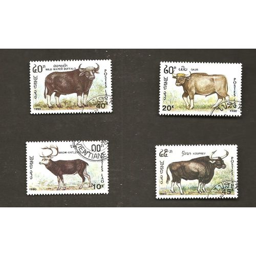 Ruminants