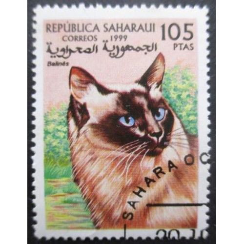 Saharaui Chat Oblitéré