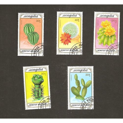 Cactus