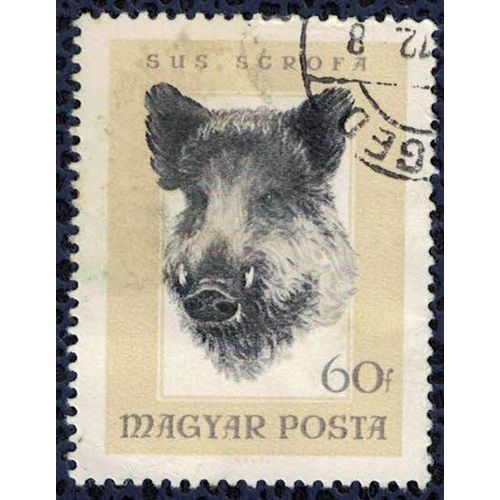 Hongrie 1966 Oblitéré Used Animaux Sus Scrofa Sanglier Su