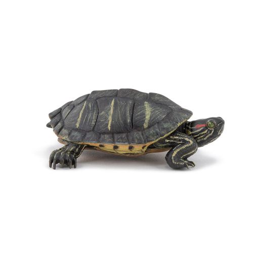 La Vie Sauvage Tortue De Floride