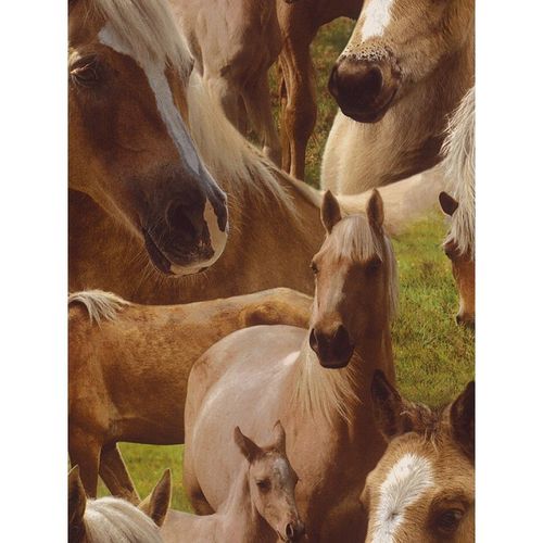 Chevaux Papier peint Rasch