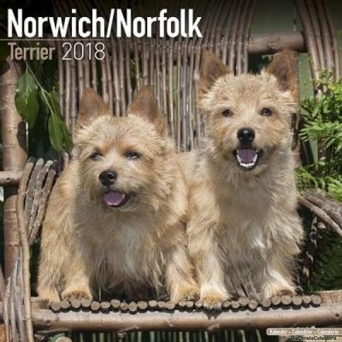 Norwich/Norfolk Terrier Calendar 2018