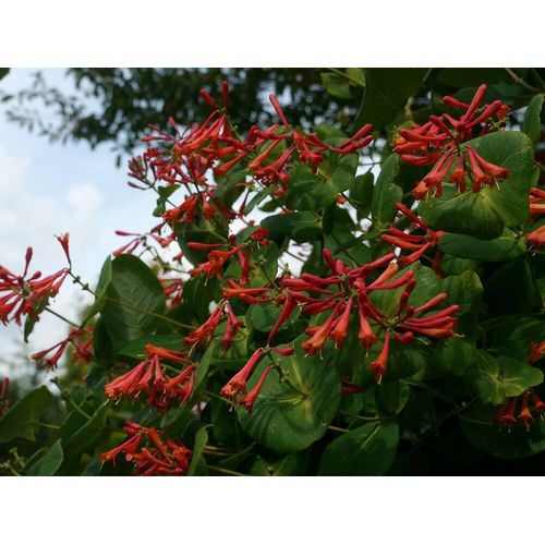 Loniceraxbrownii Dropmore Scarlet C3l