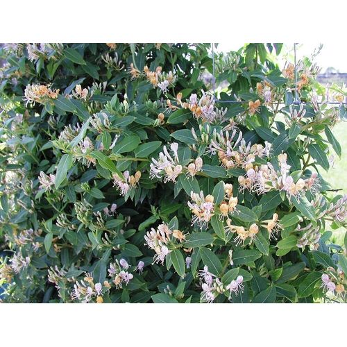Lonicera Periclymenum Caprilia Ever 'inov 42' C3l