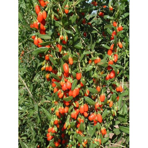 Lycium Barbarum C3l