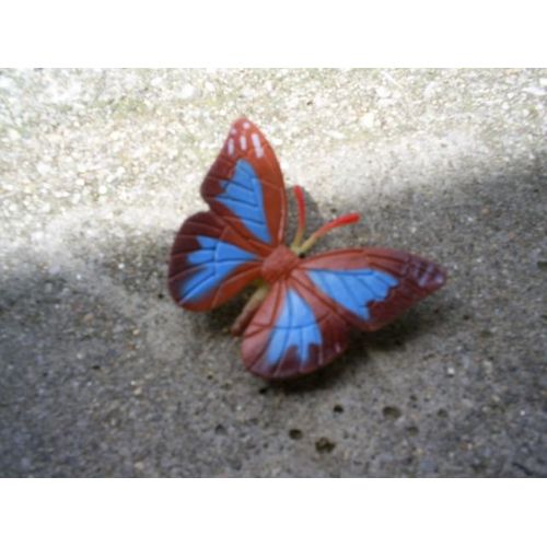 Papillon