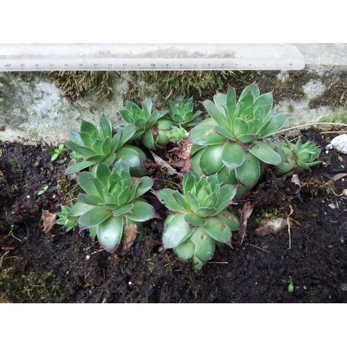 Joubarbes De Diamètre (6 Plantes De 4 À 8 Cm En Pot Standard (Belles Racines)