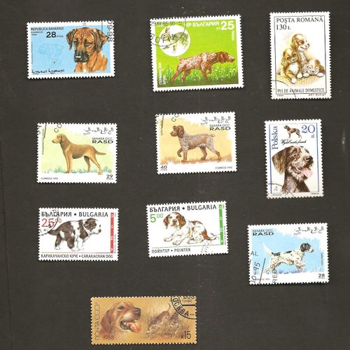 Chiens