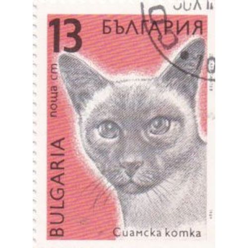 Timbre Bulgarie : Chat Siamois, 13 Leva