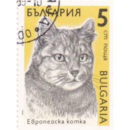 Timbre Bulgarie : Chat Européen, 5 Leva