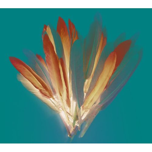 Plumes D'indien Camaieu Rose Sachet 10g 15cm - Graine Créative