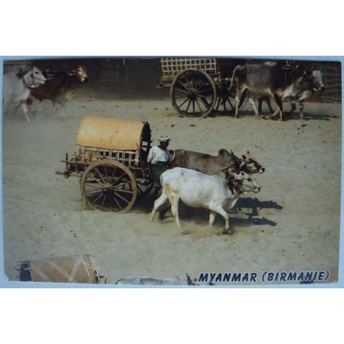 Birmanie..  Myanmar En Birman . Course De Boeufs . Au Verso Timbre K 500 Deux Chouettes,Hiboux . Oblitéré Used Stamp.