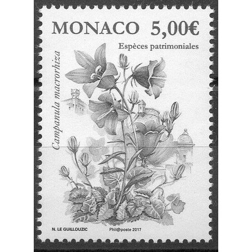 Campanule À Racine Épaisse