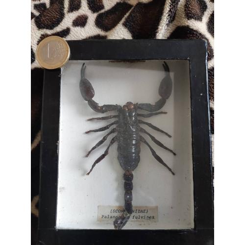 Scorpion Géant Géant – Palamnaeus Fulvipes.
