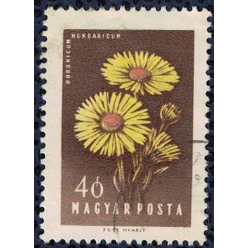 Hongrie 1958 Oblitéré Used Fleurs Doronicum Hungaricum Doronic Du Caucase Su